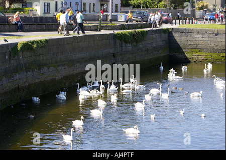 Schwäne im Hafen von Galway Galway City County Galway Republik von Irland Stockfoto