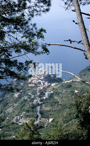 Wein-Ernte in den Cinque Terre Italien Ligurien Stockfoto