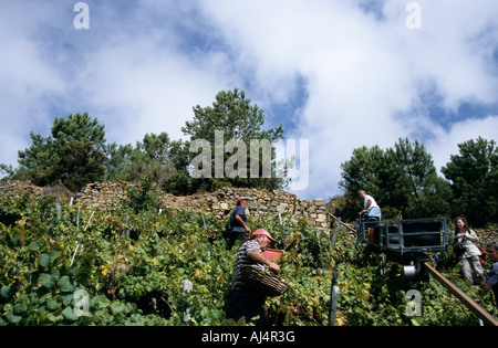 Wein-Ernte in den Cinque Terre Italien Ligurien Stockfoto