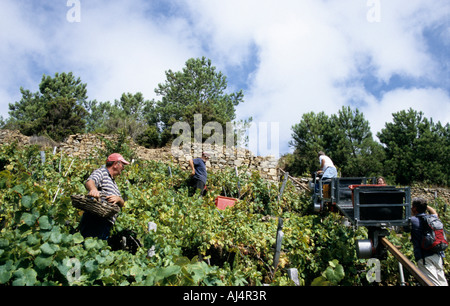 Wein-Ernte in den Cinque Terre Italien Ligurien Stockfoto