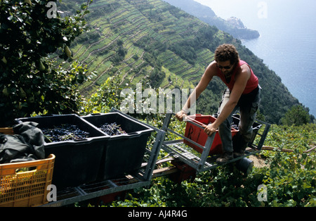 Wein-Ernte in den Cinque Terre Italien Ligurien Stockfoto