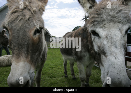 Nahaufnahme von Staats-und zwei domestizierte Esel in einer offenen Bauernhof Heiligtum Grafschaft, Nord-Irland Stockfoto