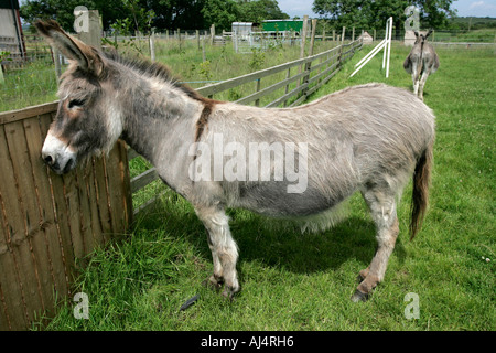 Seite auf Sicht der domestizierte Esel in einer offenen Bauernhof Heiligtum Grafschaft, Nord-Irland Stockfoto