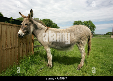 Seite auf Sicht der domestizierte Esel in einer offenen Bauernhof Heiligtum Grafschaft, Nord-Irland Stockfoto