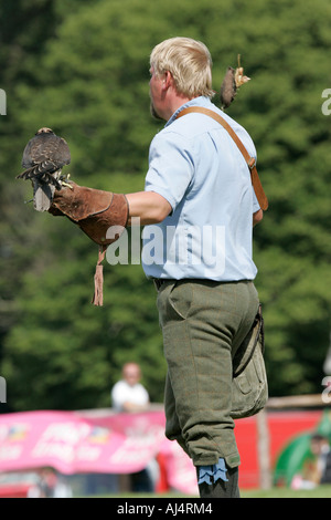 Colin Urwin von Dunluce Falknerei dreht Köder vor einem Lanner Falcon-Falco Biarmicus während einer pädagogischen Falknerei-Anzeige Stockfoto