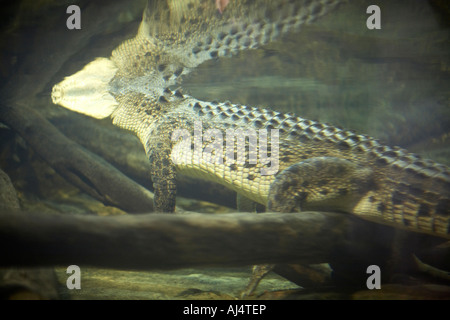 Krokodil unter Wasser im Sydney Aquarium Darling Harbour New South Wales NSW Australia Stockfoto