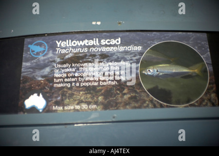 XXXX in Sydney Aquarium Darling Harbour New South Wales NSW Australia Stockfoto