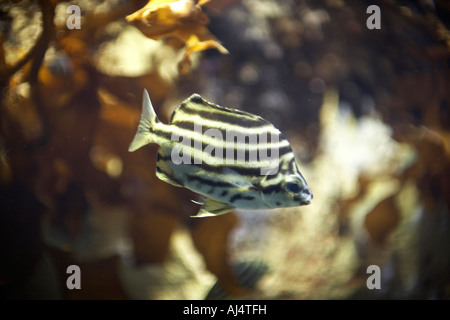 Stripey Fisch Microcanthus Strigatus in Sydney Aquarium Darling Harbour New South Wales NSW Australia Stockfoto