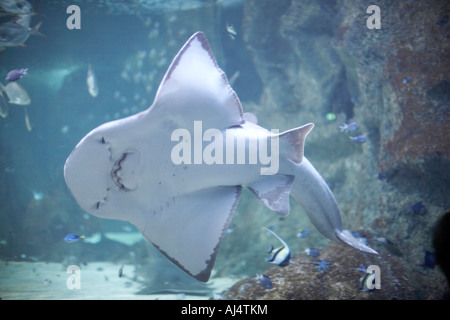 Unterbauch Haie und andere Fische in den Tank im Sydney Aquarium Darling Harbour New South Wales NSW Australia Stockfoto