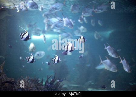 Haie und andere Fische in den Tank im Sydney Aquarium Darling Harbour New South Wales NSW Australia Stockfoto