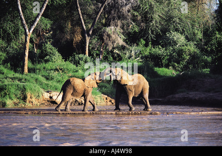 Zwei männliche Elefanten spielen kämpfen in den Uaso Nyiro River Samburu National Reserve Kenia in Ostafrika Stockfoto