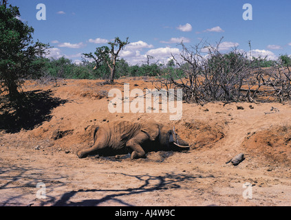 Toter Elefant, verhungern Tsavo East Nationalpark Kenia in Ostafrika gestorben ist Stockfoto