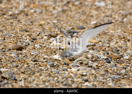 Wenig Tern Sterna Albifrons Balz Fütterung Stockfoto