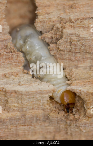 geringerem Hirschkäfer Dorcus Parallelipipedus Larve in verfallenden Ulmenholz Stockfoto