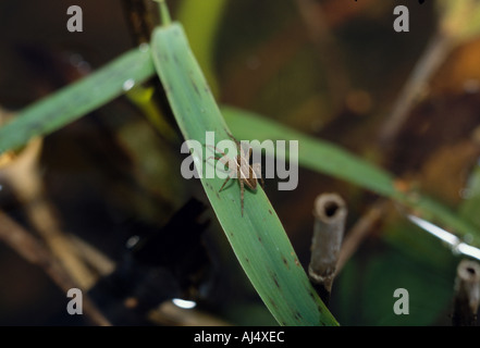 Raft Spider Dolomedes Plantarius Baby männlichen Redgrave Lopham Fen Suffolk W T Stockfoto