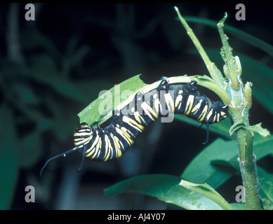 Monarch-Schmetterling Larve Danaus Plexippus Pflanze Fütterung hautnah Stockfoto
