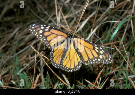 Schmetterling Monarch Danaus Plexippus hautnah auf dem Rasen Stockfoto