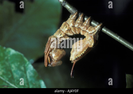 Hummer Moth Stauropus Fagi Larve Raupe Stockfoto