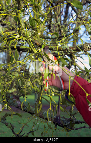 Mann schneiden Mistel vom Apfelbaum, in Frankreich Stockfoto