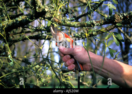 Mann schneiden Mistel vom Apfelbaum, in Frankreich Stockfoto