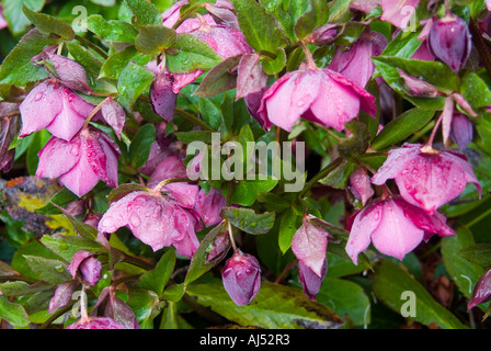 Nieswurz Helleborus Orientalis Pflanze in Blüte genannt auch die Fastenzeit Rose Stockfoto