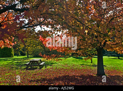 Autumn Trees Stockfoto