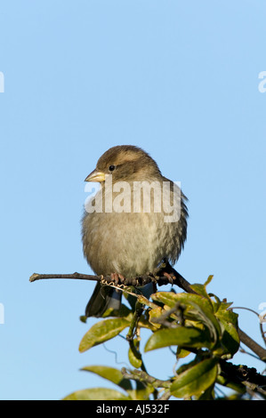 Weiblicher Haussperling Passer Domesticus Zweig gegen blauen Himmel Hintergrund Potton gehockt Stockfoto