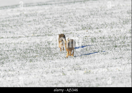 Zwei braune Hasen Lepus Capensis laufen über Schnee bedeckt Mais Feld Therfield Hertfordshire Stockfoto