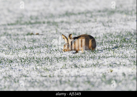 Brauner Hase Lepus Capensis Fütterung im Schnee bedeckt Mais-Feld Therfield Hertfordshire Stockfoto
