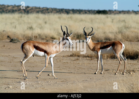 Springbok. Antidorcus Marsupialis. Kalahari Transfrontier National Park-Südafrika. Stockfoto