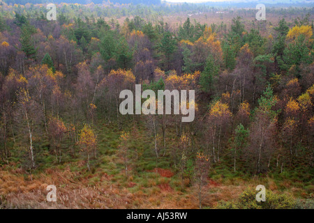 Herbstwald im Moor Schwarzes Moor Rhön Franken Bayern Deutschland Europa Stockfoto