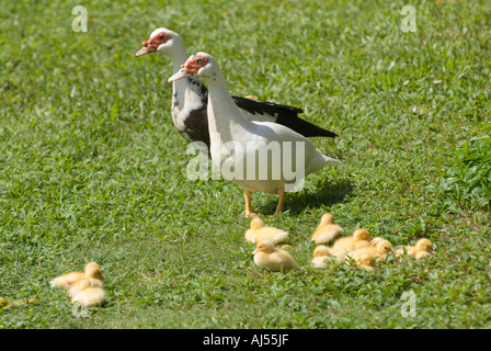 Mutter Ente und Entenküken, Oahu, Hawaii. Stockfoto