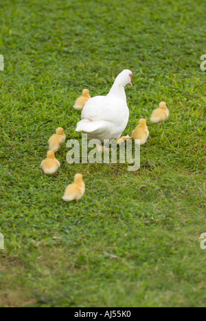 Mutter Ente und Entenküken, Oahu, Hawaii. Stockfoto