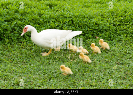 Mutter Ente und Entenküken, Oahu, Hawaii. Stockfoto