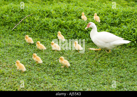 Mutter Ente und Entenküken, Oahu, Hawaii. Stockfoto