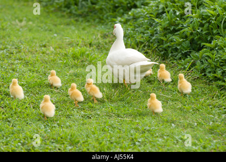 Mutter Ente und Entenküken, Oahu, Hawaii. Stockfoto