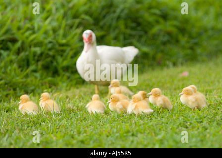 Mutter Ente und Entenküken, Oahu, Hawaii. Stockfoto