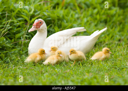 Mutter Ente und Entenküken, Oahu, Hawaii. Stockfoto