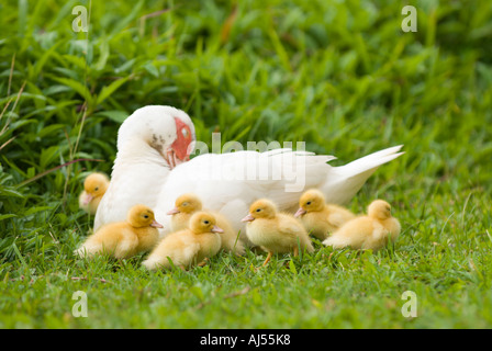 Mutter Ente und Entenküken, Oahu, Hawaii. Stockfoto