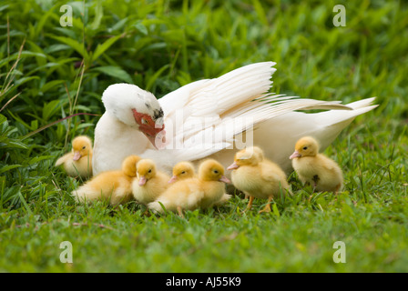 Mutter Ente und Entenküken, Oahu, Hawaii. Stockfoto