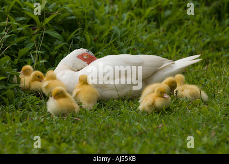 Mutter Ente und Entenküken, Oahu, Hawaii. Stockfoto