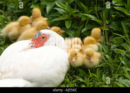 Mutter Ente und Entenküken, Oahu, Hawaii. Stockfoto