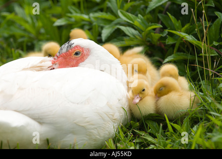 Mutter Ente und Entenküken, Oahu, Hawaii. Stockfoto