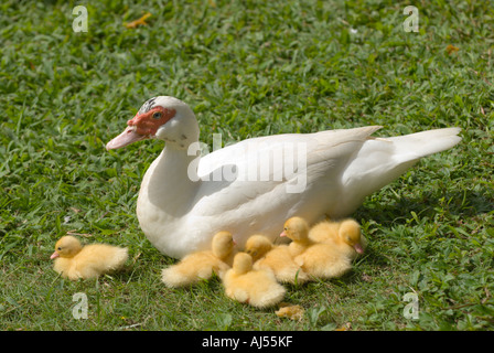 Mutter Ente und Entenküken, Oahu, Hawaii. Stockfoto