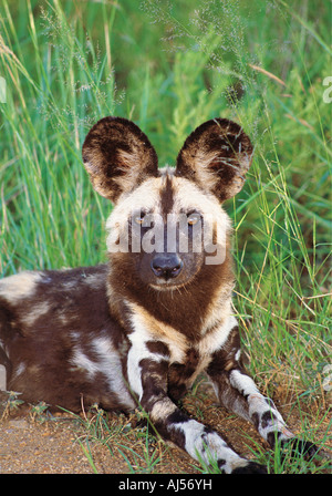 Bedrohte afrikanische Kap Jagdhund oder Wildhund im Krüger Nationalpark in Südafrika Stockfoto