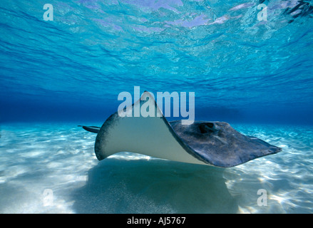 Grand Cayman Sandbar u w schwimmt Stingray über flachen Boden Stockfoto