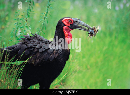 Südliche Hornrabe mit einem Schnabel voller Heuschrecken und Käfern, junge Kruger National Park-Südafrika zu ernähren Stockfoto
