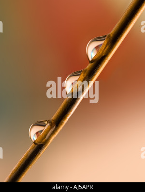 drei Wassertropfen auf einem stick Stockfoto