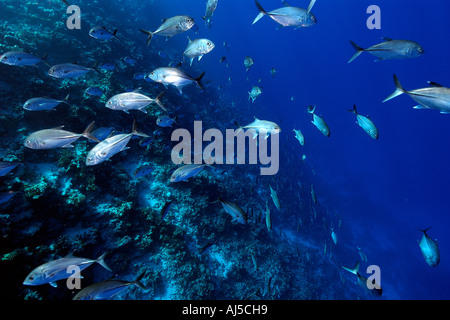 BigEye Makrelen Buchsen Caranx Sexfasciatus Schulbildung Ailuk Atoll Marshall-Inseln Pazifik Stockfoto