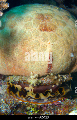 Kissen Sie Sterne Culcita Novaguineae auf dornigen Austern Spondylus Varius Ailuk Atoll Marshall-Inseln Pazifik Stockfoto